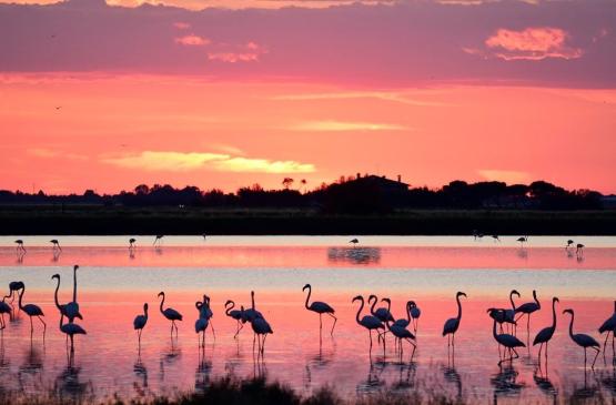 Fenicotteri in una laguna al tramonto con cielo rosa.