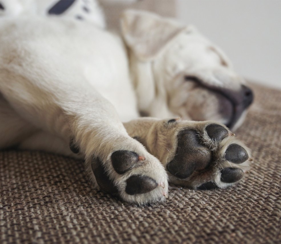 Cucciolo di cane bianco dorme su un divano, zampe in primo piano.